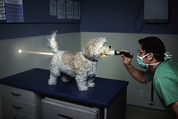 The veterinarian illuminated the dog with a flashlight through and through