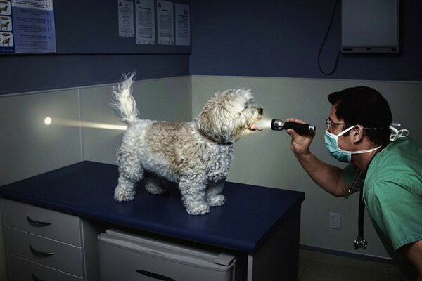 Le vétérinaire a illuminé le chien avec une lampe de poche