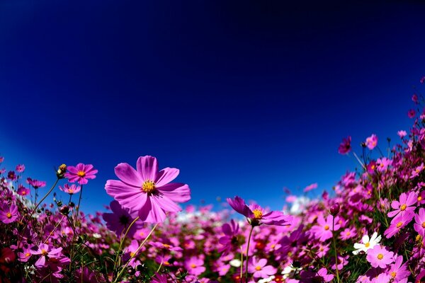 Rote Blumen im Feld auf Himmelshintergrund