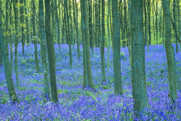 Malerische Naturlandschaft, Wald