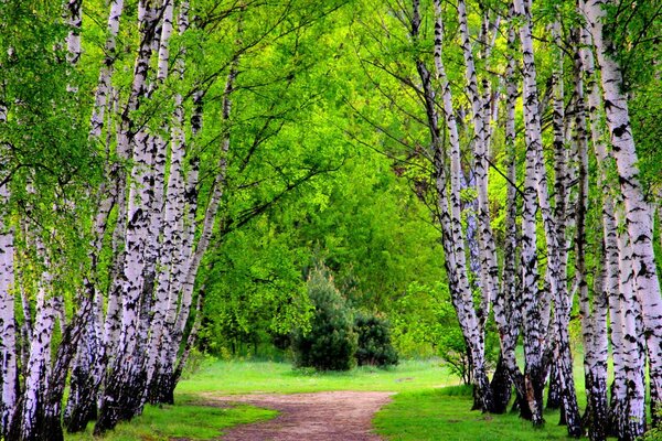 Die Natur. Straße entlang der Birkenallee