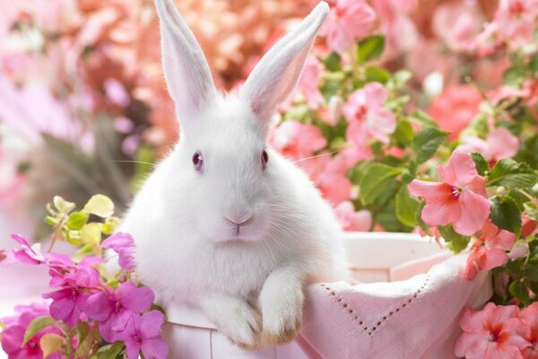 A white rabbit is sitting in a basket