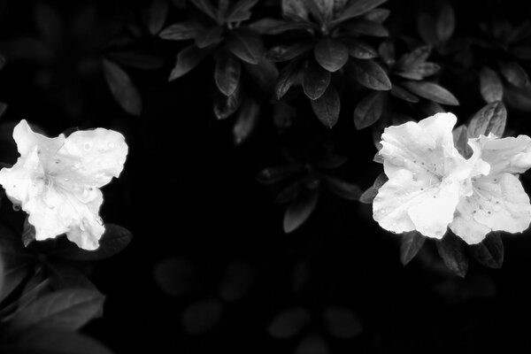 Auf dem Schwarz-Weiß-Foto zeichnen sich Hibiskusblüten vor dem Hintergrund des Grüns eines Strauches ab