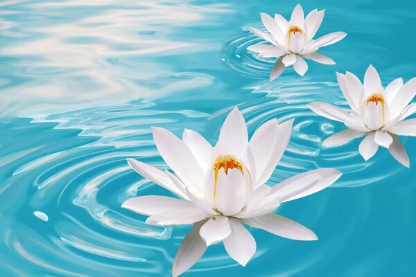 White water lilies on the water with circles