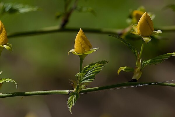 Los brotes de rosas amarillas están listos para florecer