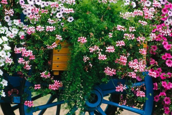 Composizione di una carrozza di fiori