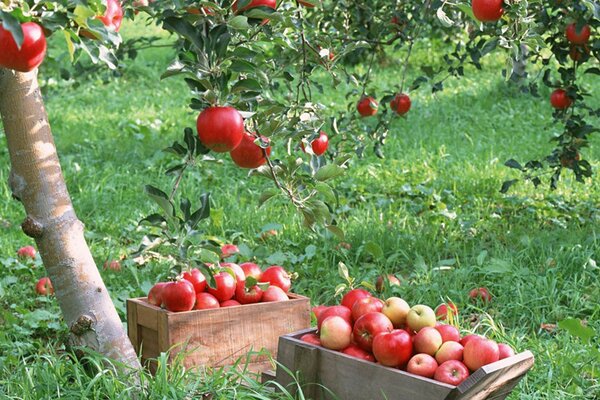 Ein Garten mit roten saftigen Äpfeln