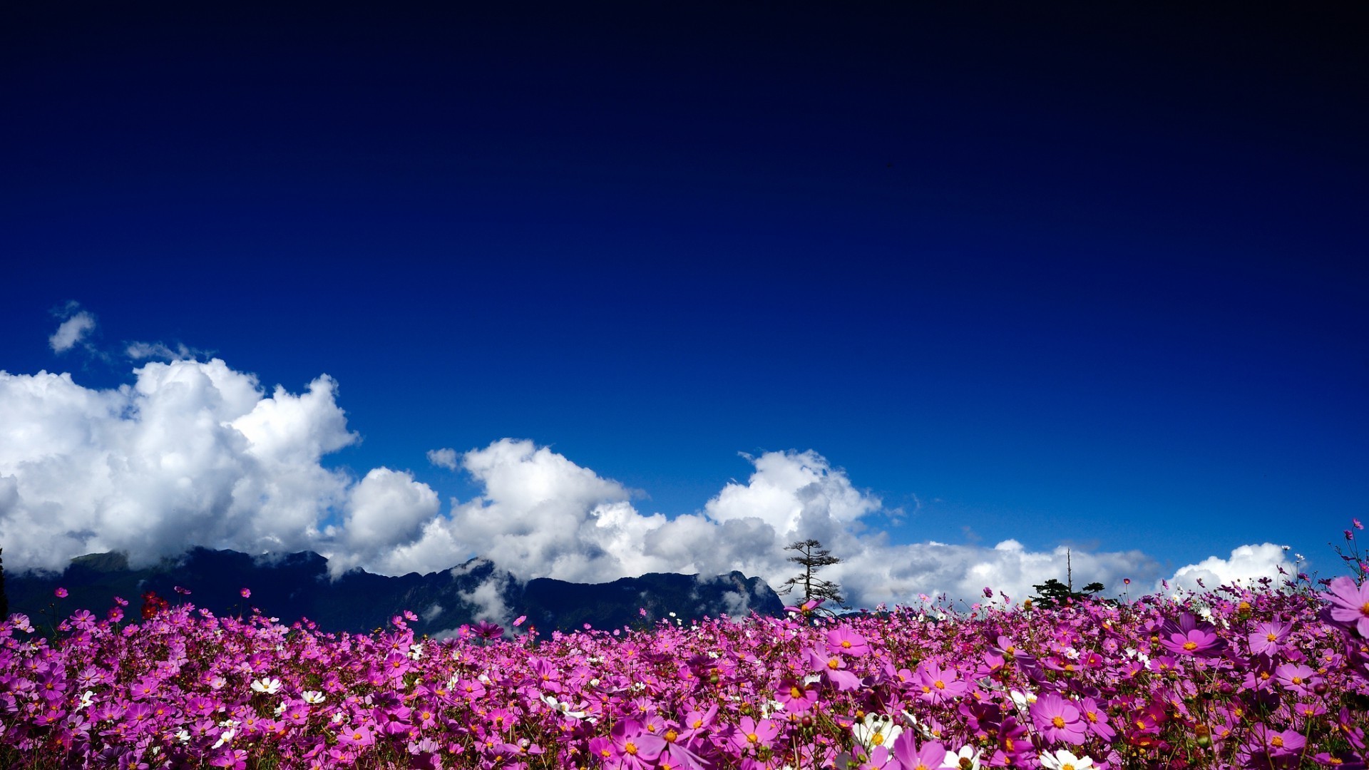 fields meadows and valleys flower landscape sky nature color outdoors summer garden flora