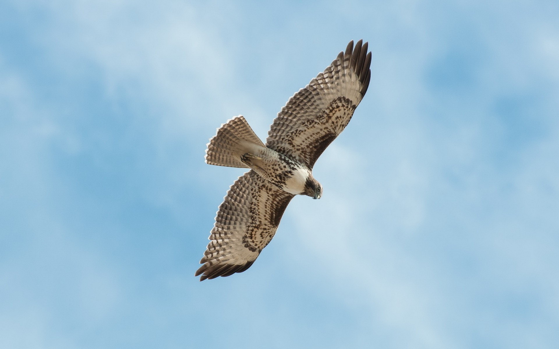 hayvanlar raptor kuş şahin yaban hayatı av kartal doğa şahin hayvan uçuş baykuş vahşi şahinle avlanma açık havada avian