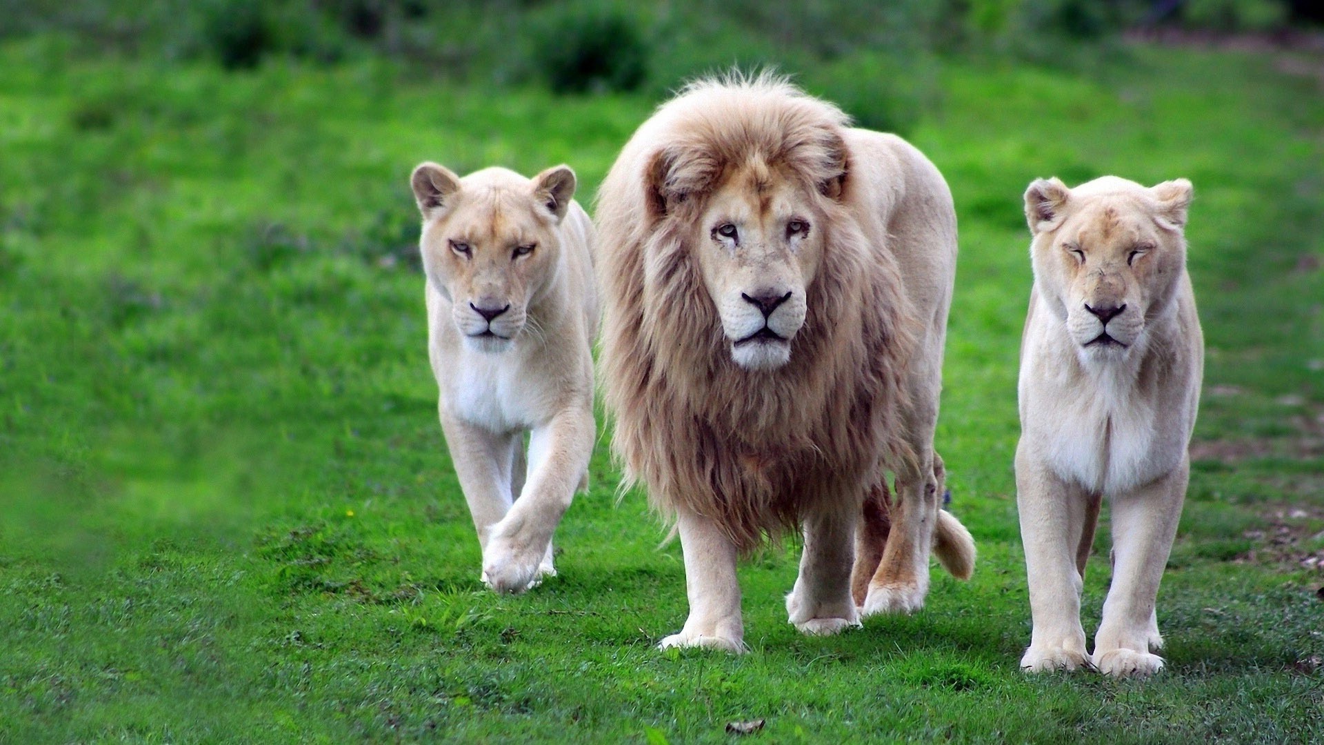 lions mammifère herbe animal chien mignon cynologue chiot fourrure portrait animal de compagnie