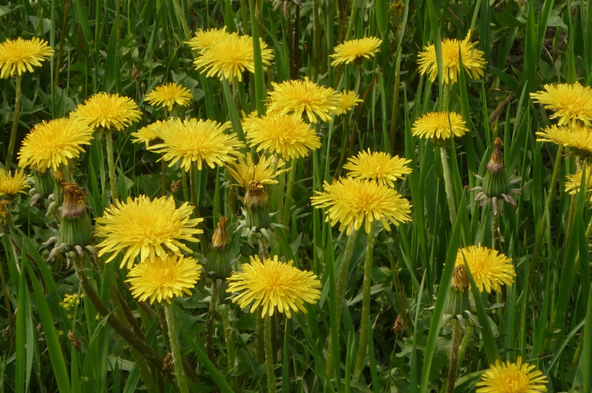 flowers dandelion summer flower nature flora grass outdoors hayfield rural field floral sun bright fair weather leaf blooming petal garden growth