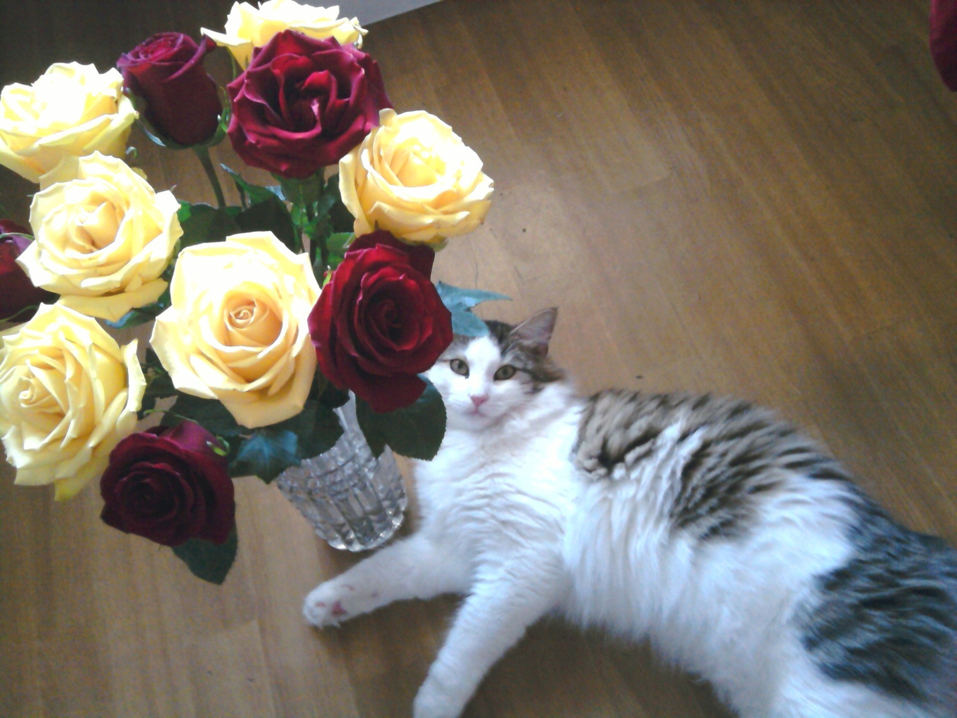 animals rose love flower wedding