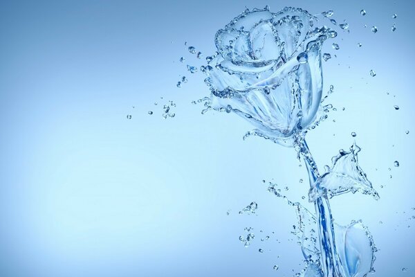 透明玫瑰与水滴