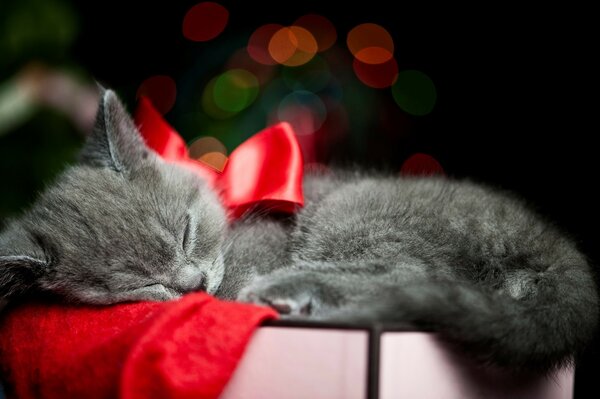 Mignon chaton gris avec un arc rouge dort dans une boîte