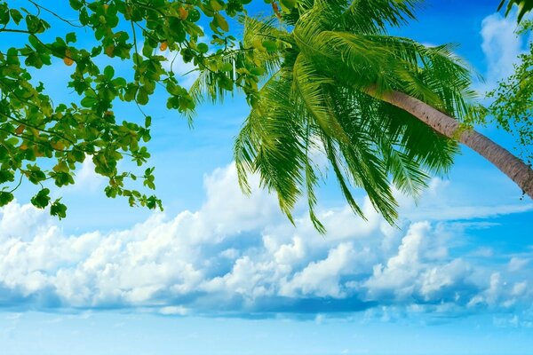 Vegetazione tropicale e cielo blu con nuvole bianche