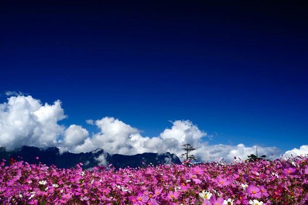 Champ de paysage écarlate avec des fleurs