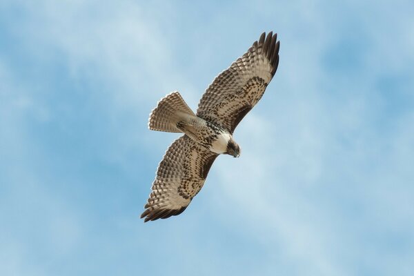 Raptor Falcon soars in the sky