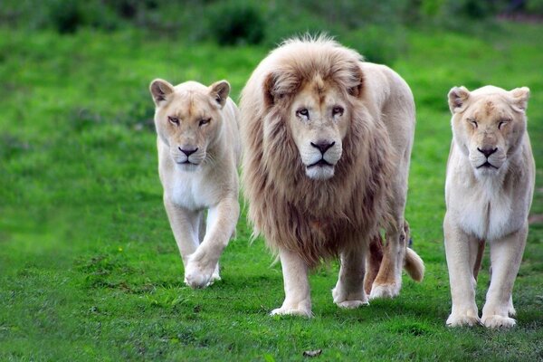 Famille de lions sur le champ vert