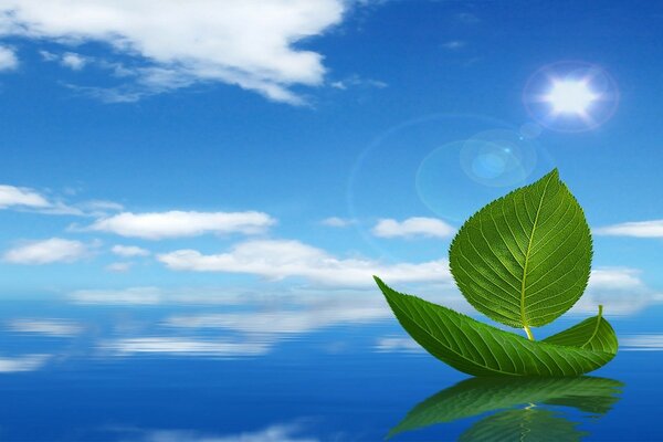 A green leaf of a tree on the water surface of the lake