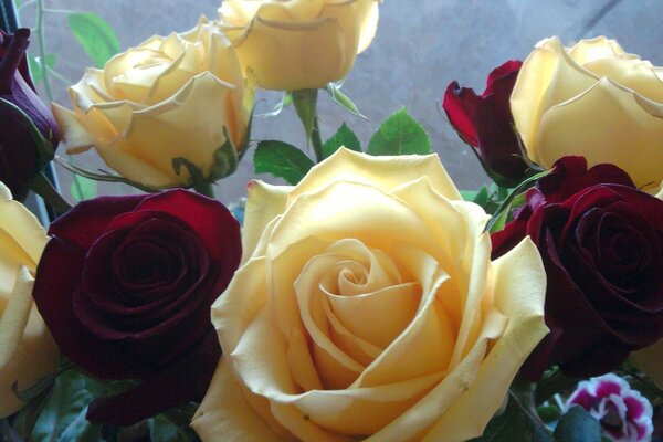 Beautiful white and red roses