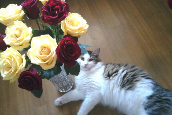 Chat moelleux sous un bouquet de roses