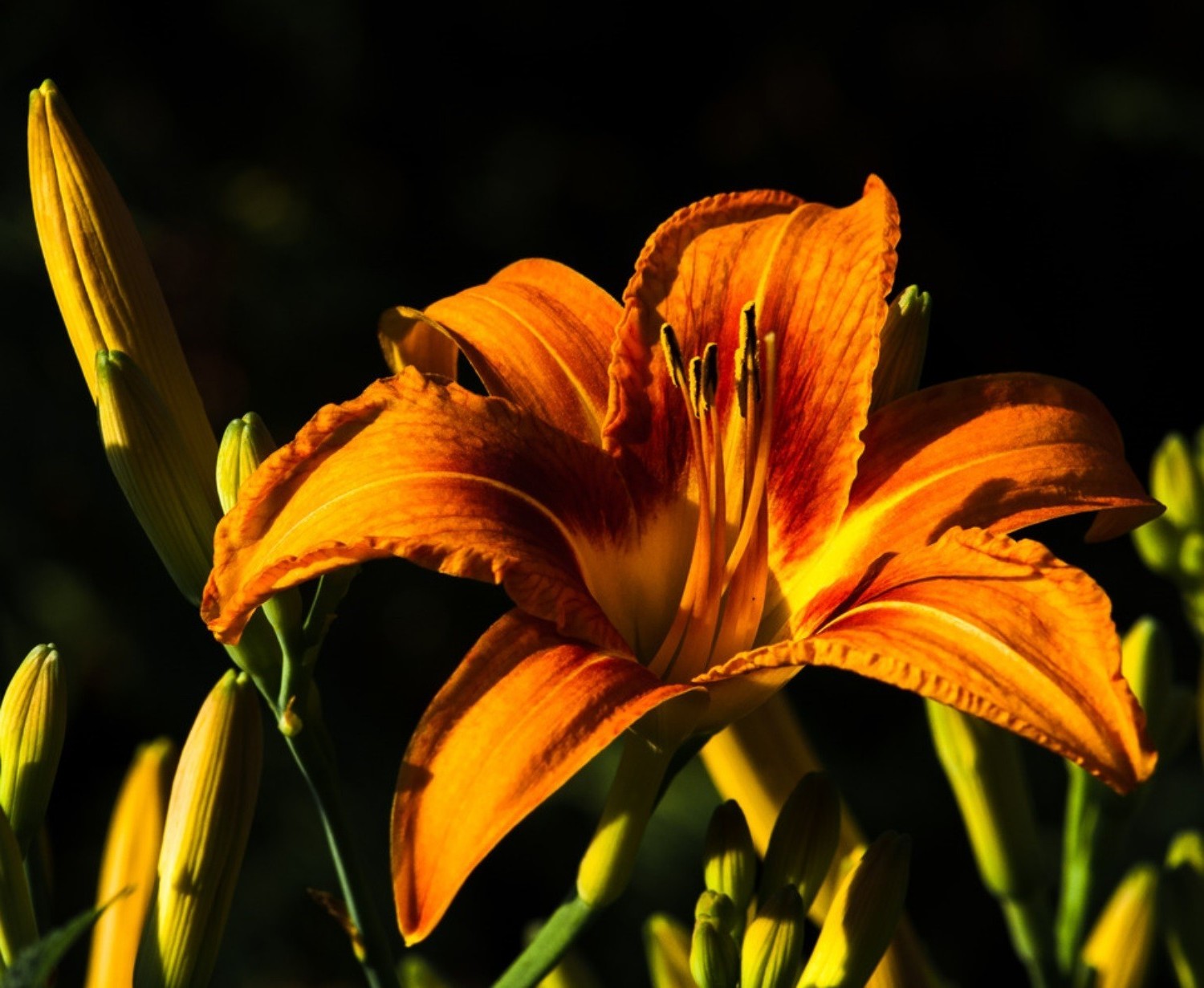 closeup flower nature lily leaf flora garden summer color flores