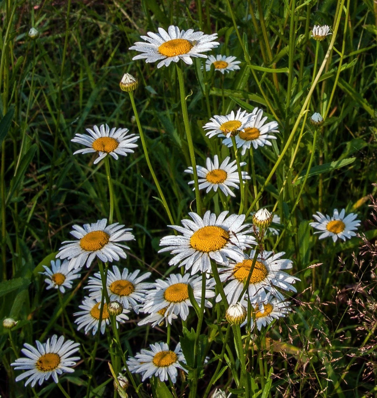 summer flower hayfield nature flora field chamomile grass garden growth floral season blooming lawn petal rural color bright sun