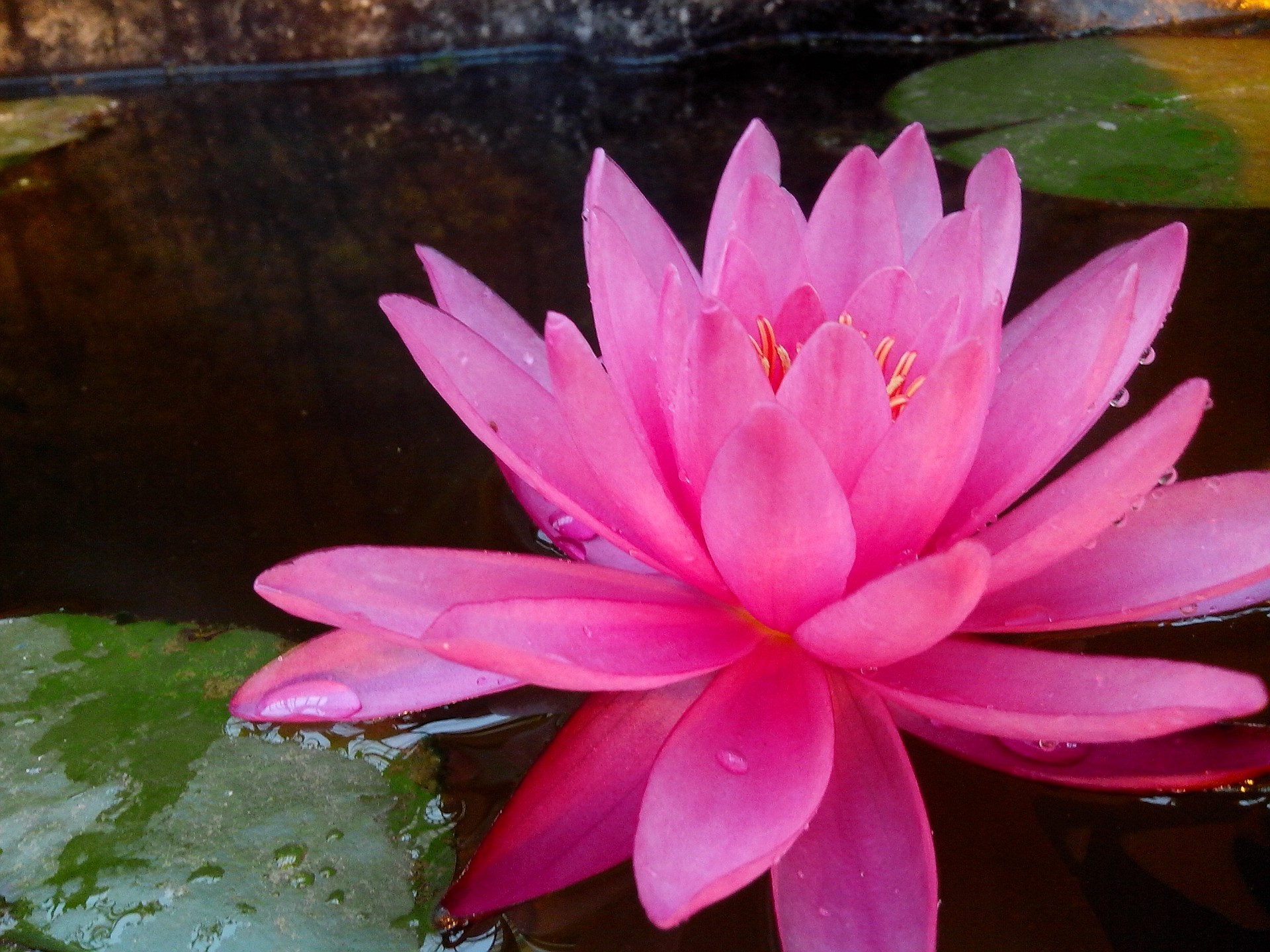 flowers pool lotus flower lily leaf flora nature swimming aquatic exotic tropical blooming waterlily garden beautiful zen petal summer meditation