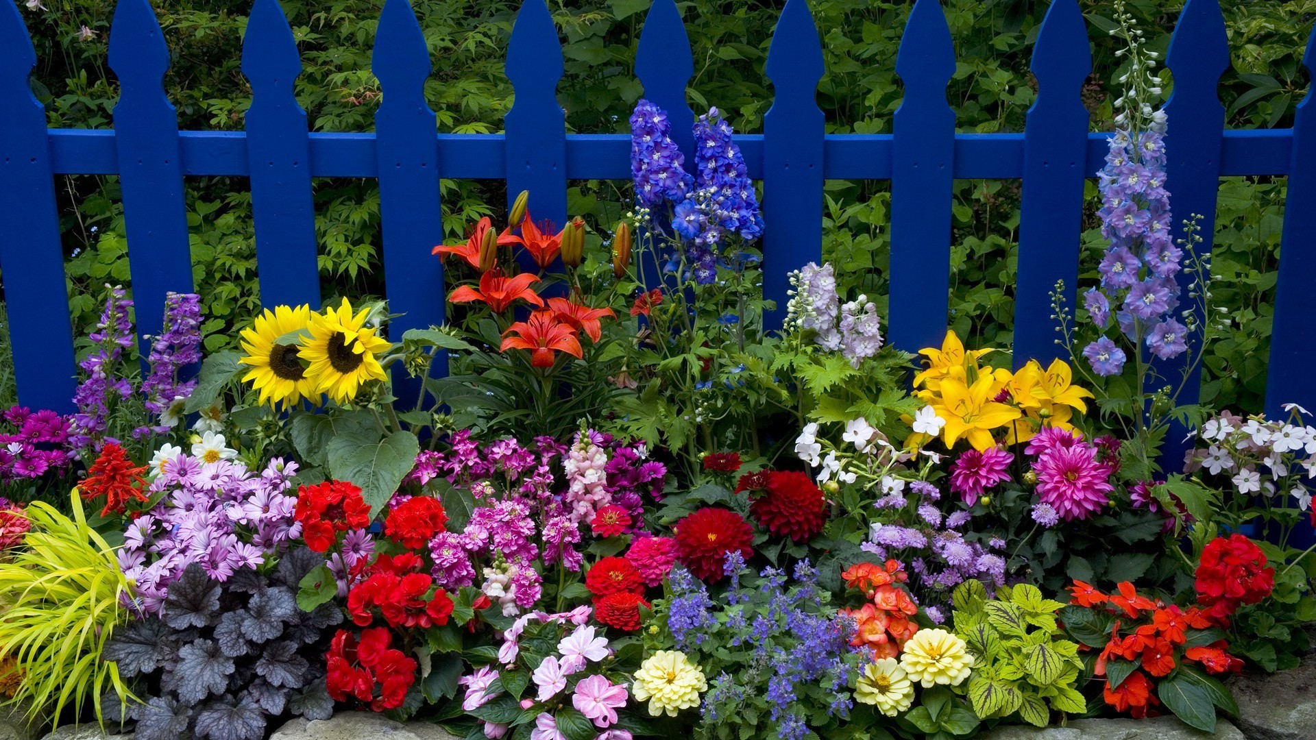 fleurs fleur jardin flore nature été croissance feuille floral pétale bluming couleur à l extérieur lumineux décoration