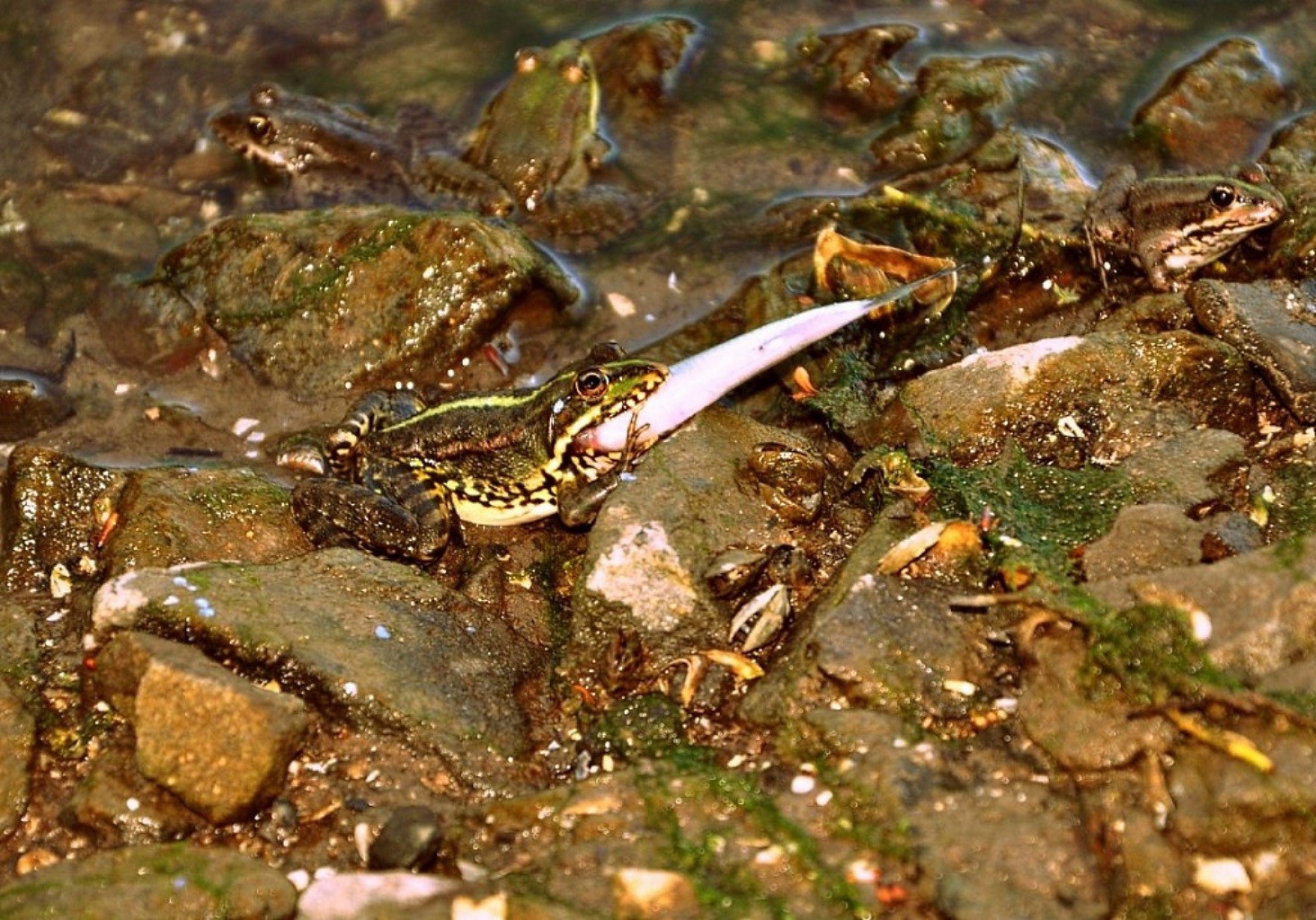 reptilien und frösche frosch wasser natur im freien fluss tierwelt amphibien wirbellose tiere