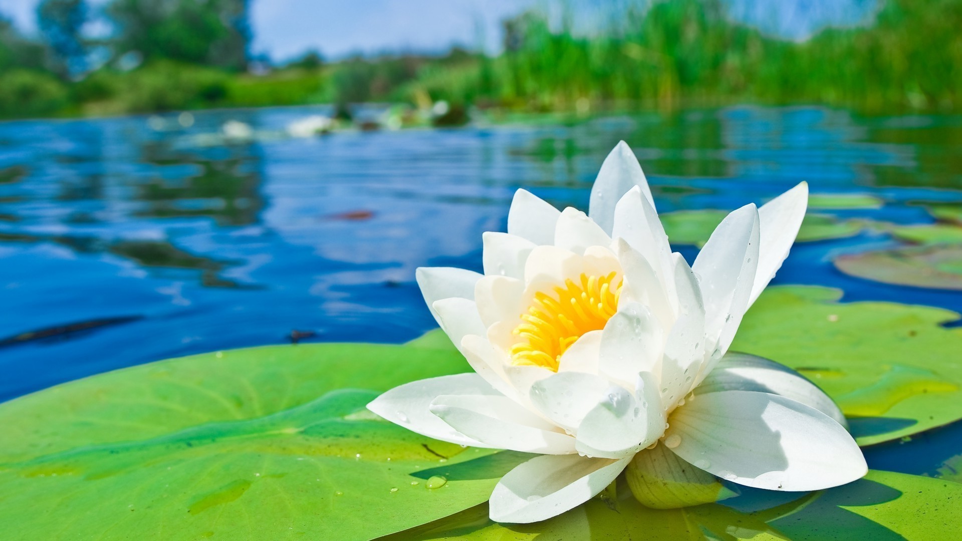 çiçekler lotus havuz doğa yaz tropikal yaprak çiçek lily flora su egzotik meditasyon güzel zen su yüzme çiçeklenme nilüfer bahçe