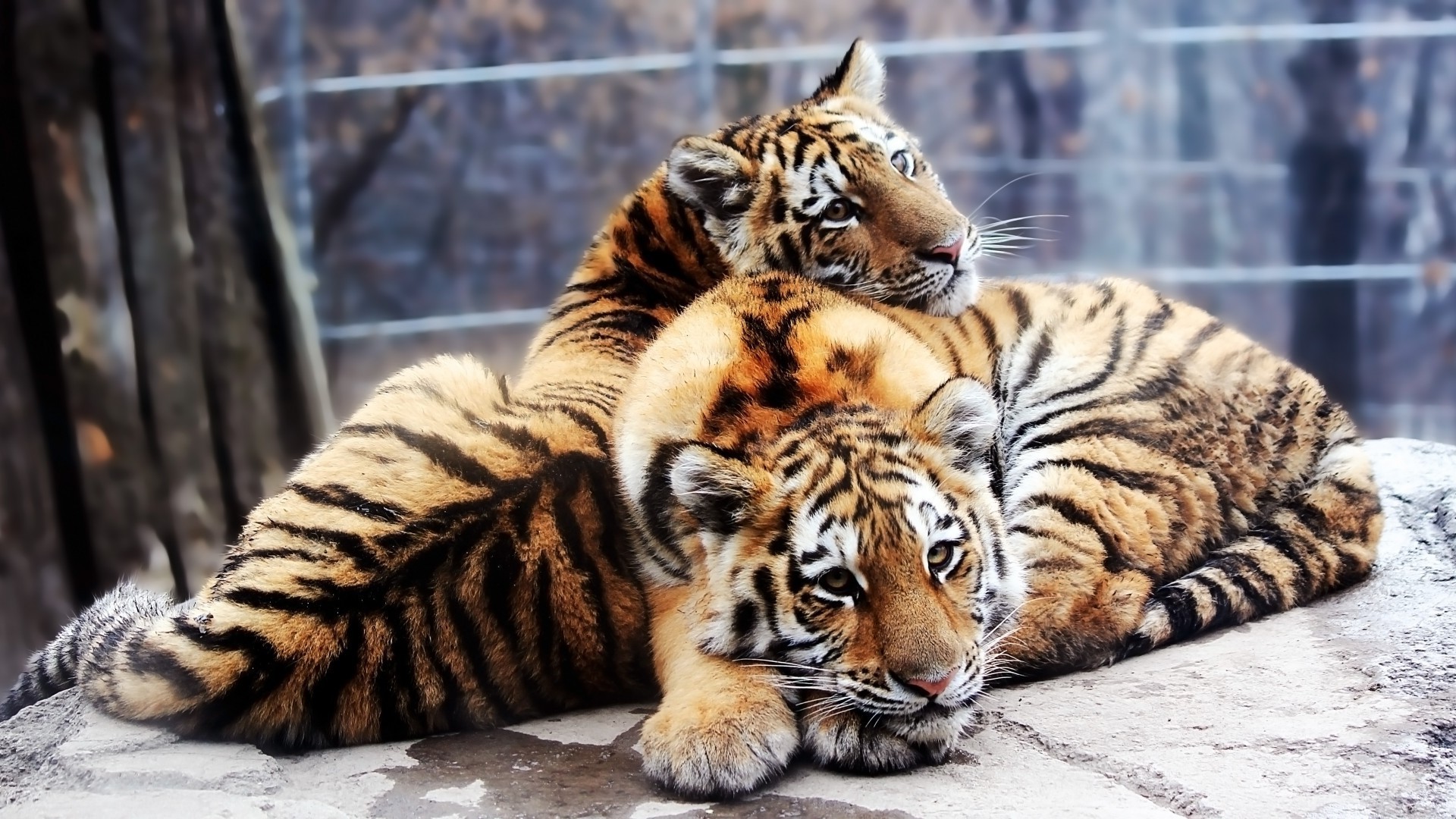 tigres tigre chat faune mammifère animal zoo prédateur fourrure chasseur mangeur de viande sibérien bande sauvage portrait jungle tigresse agression tigris safari en colère