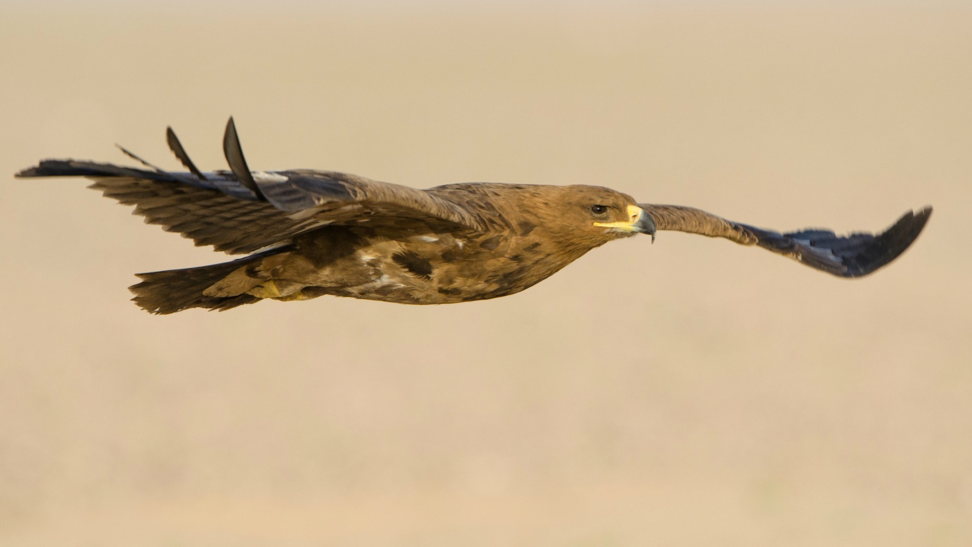 animaux oiseau faune nature raptor animal vol à l extérieur vue latérale avian sauvage aigle