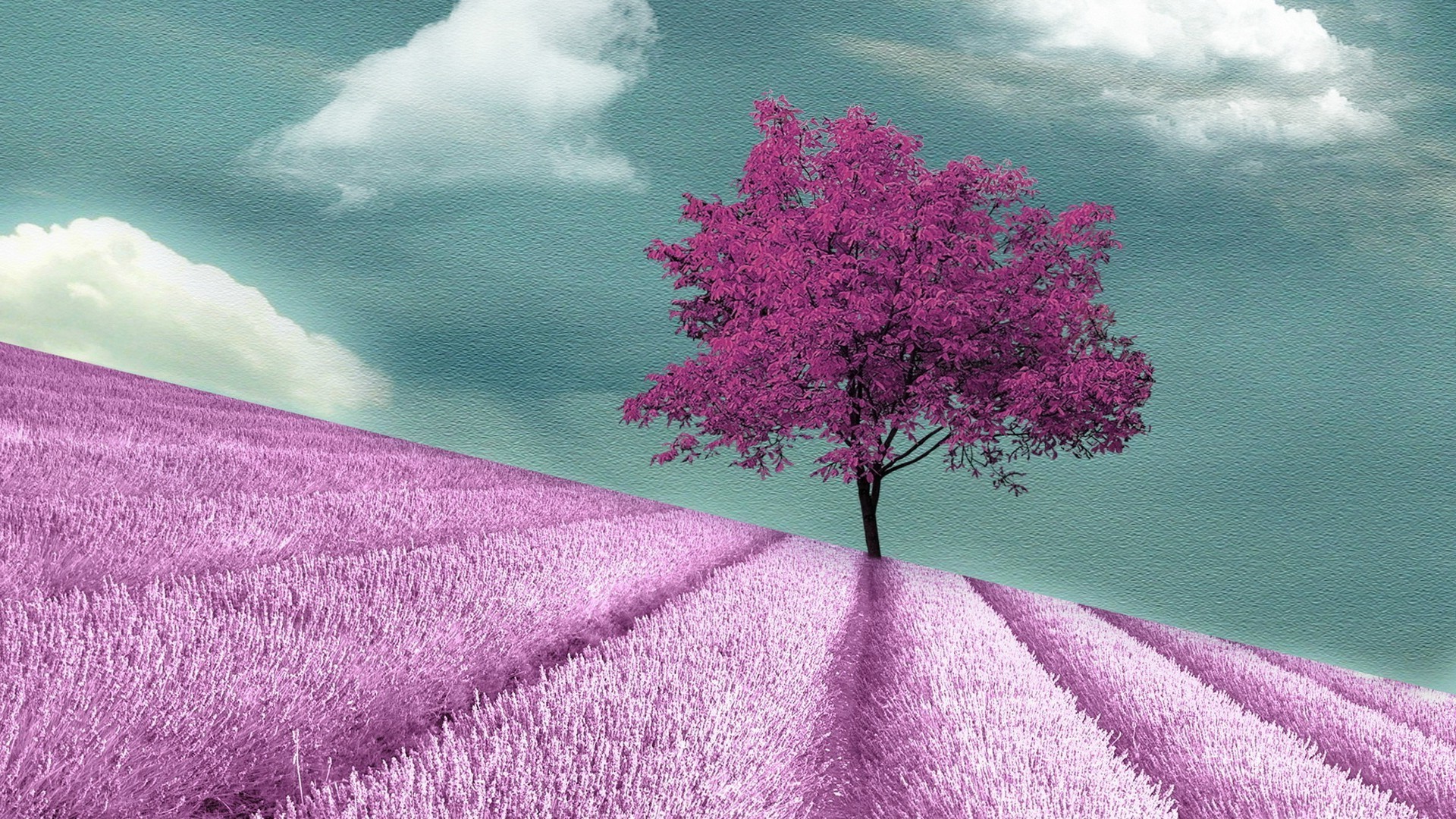 contrasti paesaggio fiore cielo natura albero all aperto colore alba