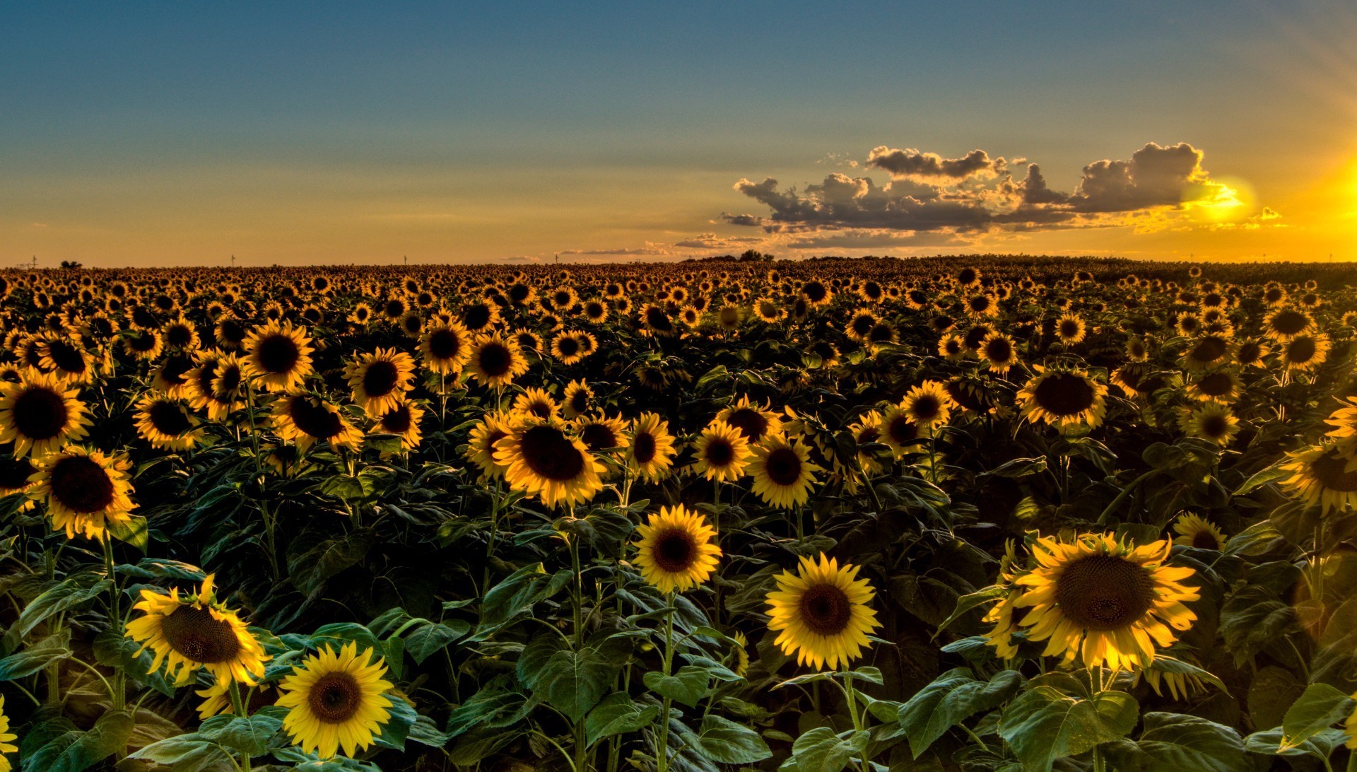 fleurs tournesol soleil été nature agriculture champ fleur beau temps flore à l extérieur croissance paysage ciel lumineux feuille