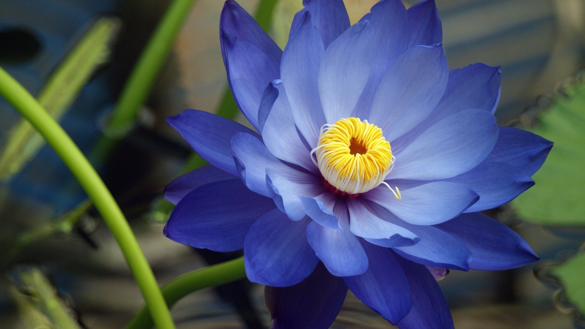 zbliżenie kwiat flora natura liść bluming ogród basen płatek lotos lily lato botaniczny