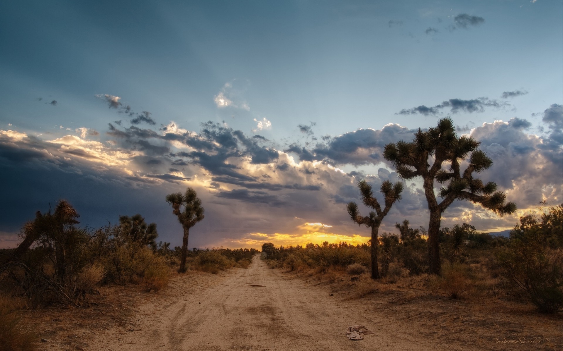 desert tree landscape sky outdoors travel sunset nature daylight dry dawn