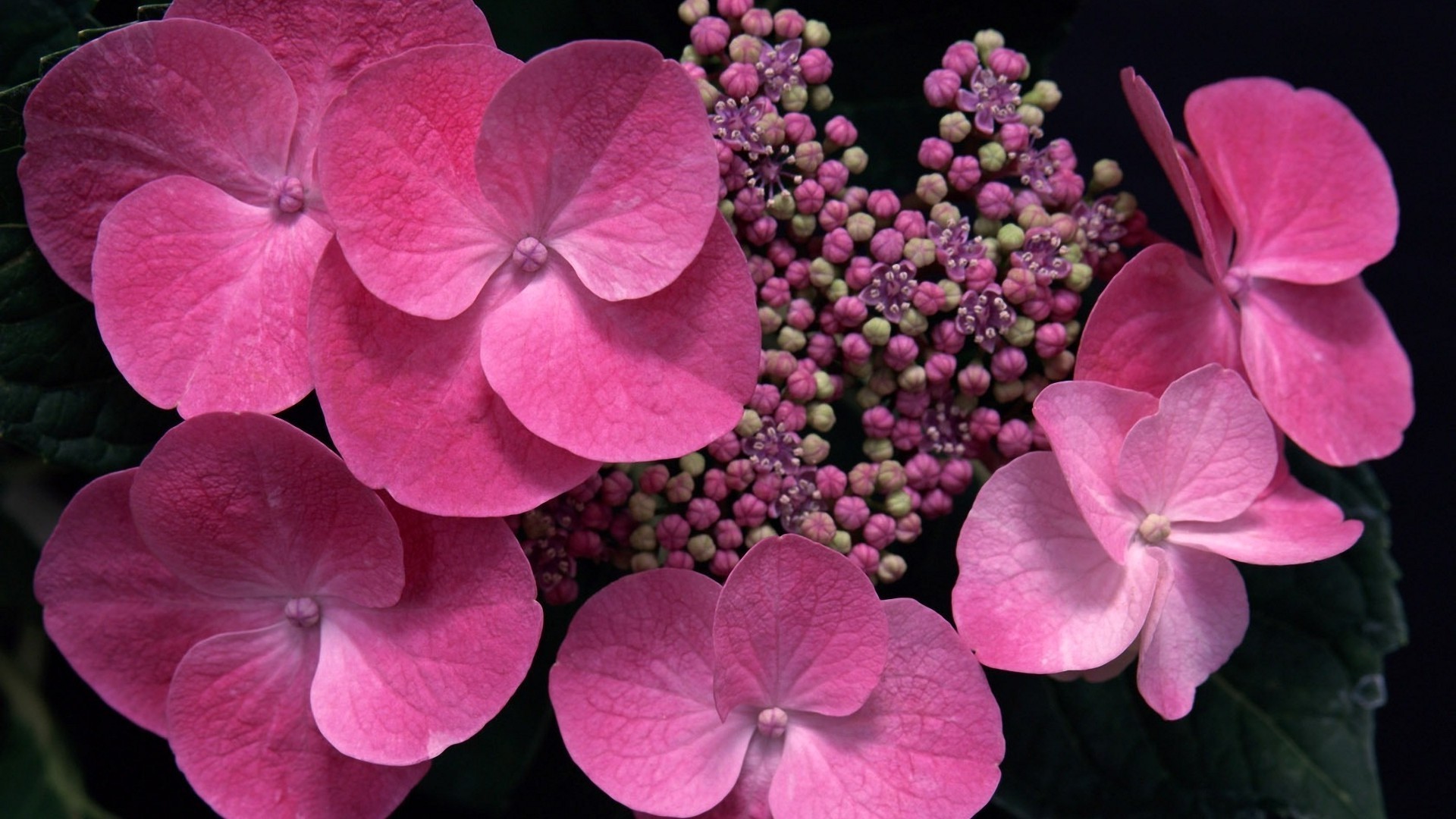 fleurs nature fleur flore couleur bluming floral jardin gros plan pétale lumineux été belle feuille botanique