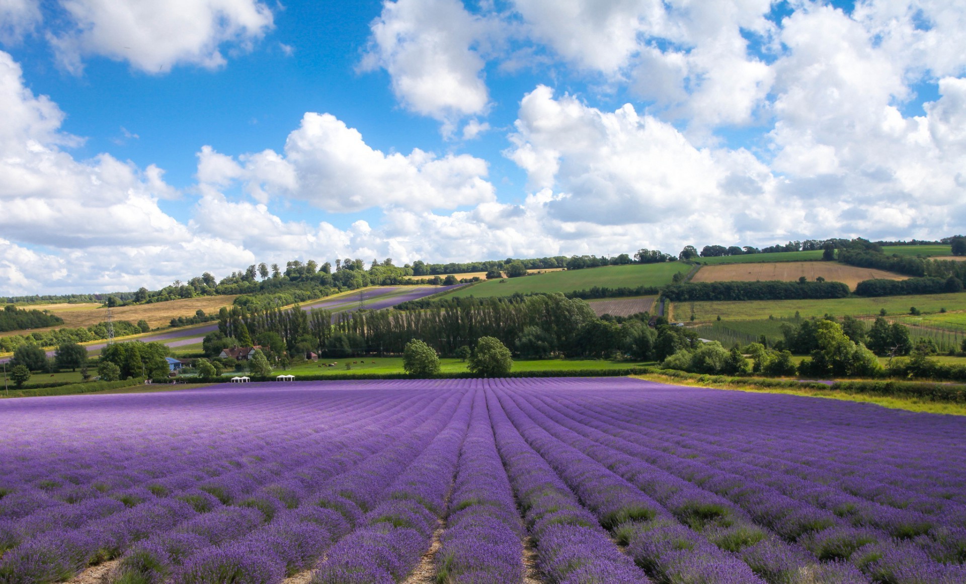 felder wiesen und täler landwirtschaft bauernhof landschaft feld blume im freien natur landschaftlich landschaftlich landschaft flora sommer wachstum ackerland himmel baum bebautes land lavendel