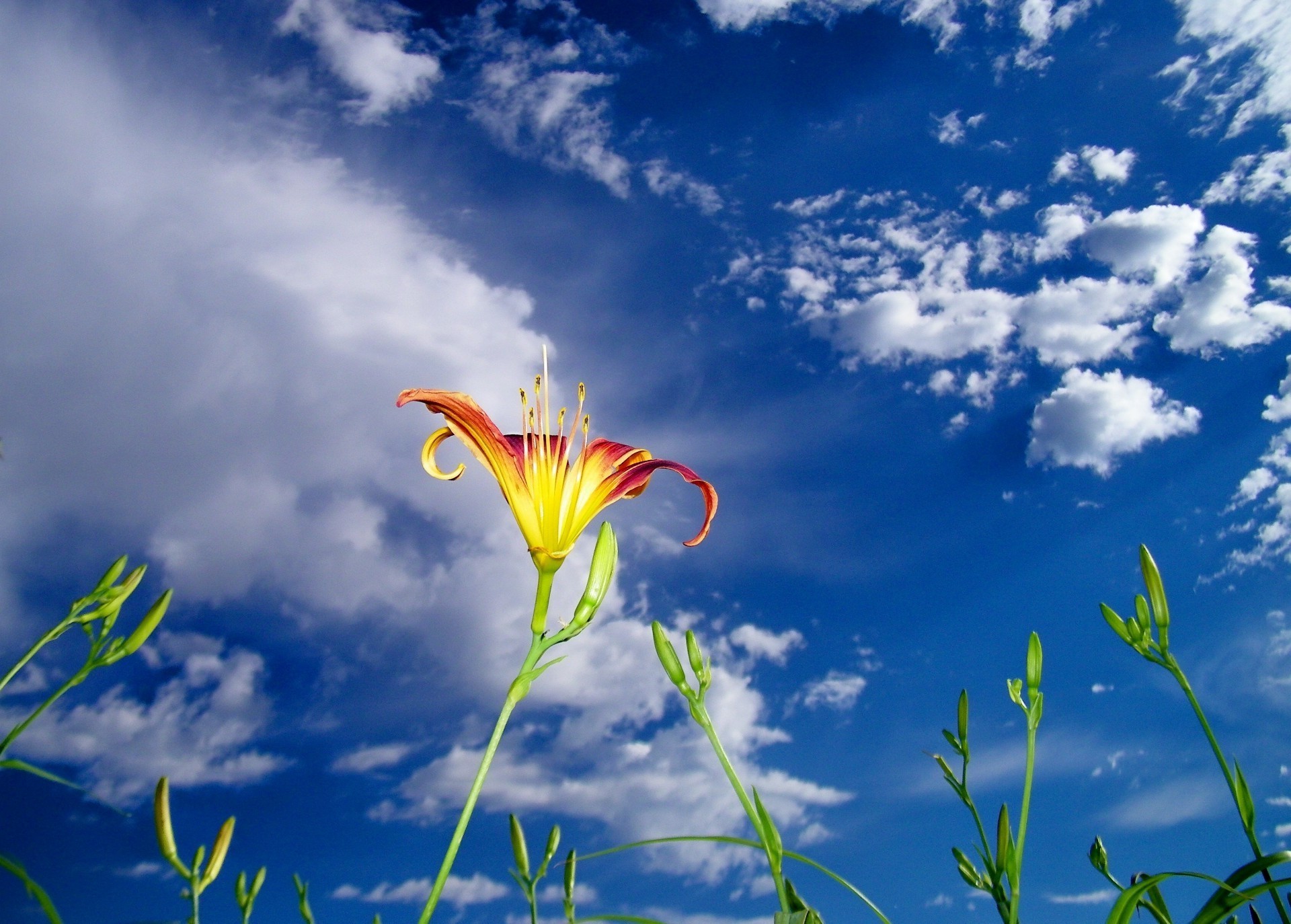 flowers nature summer flora growth sky environment flower grass fair weather sun field leaf season hayfield garden bright color outdoors cloud