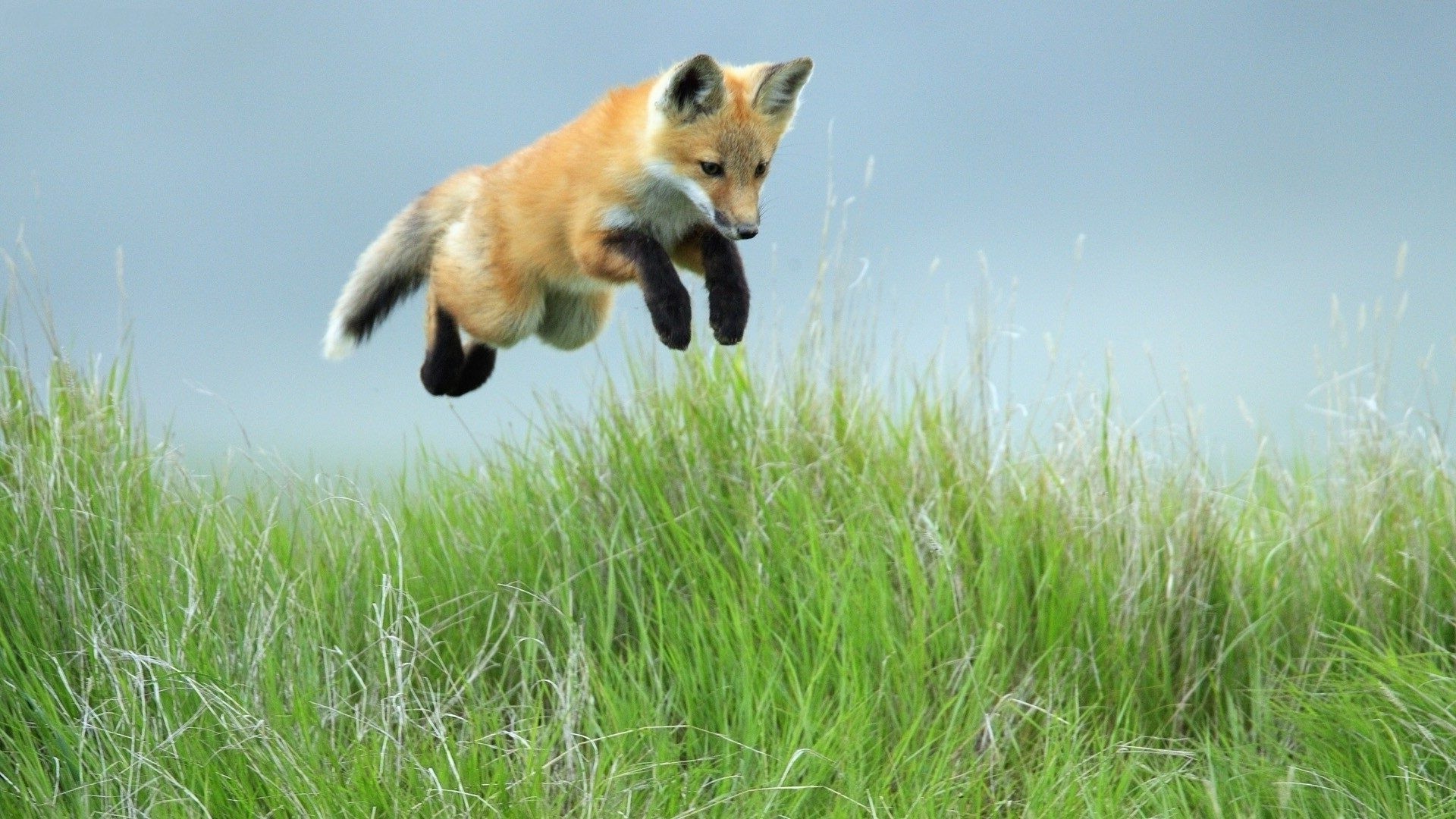 volpi erba natura animale mammifero fauna selvatica fieno all aperto estate campo carino selvaggio piccolo