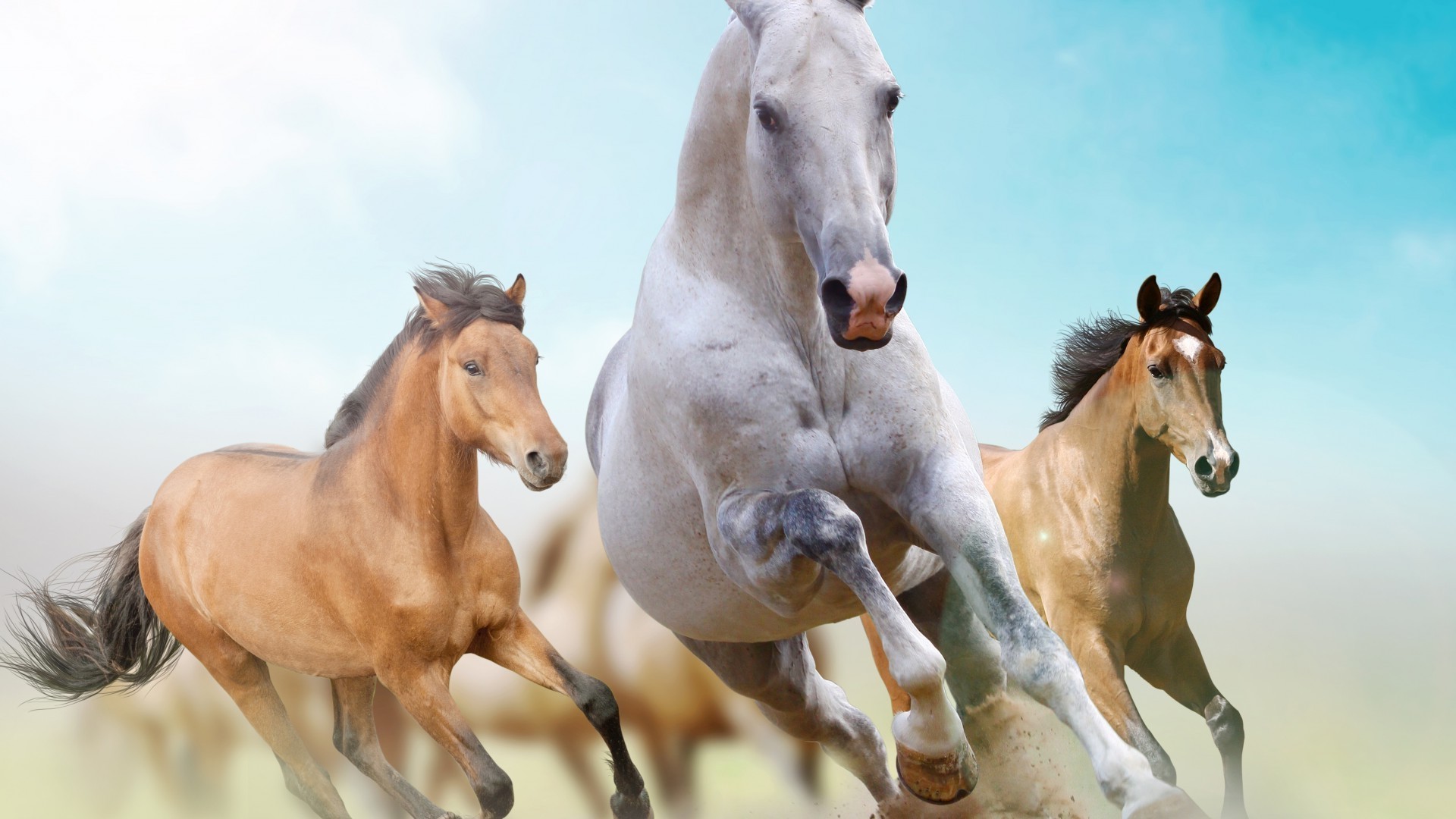 caballos caballería caballo semental mare ecuestre mamífero cría de caballos mane animal pony rápido pura sangre skoco castaño pasto sentado granja dos caballo de carreras potro