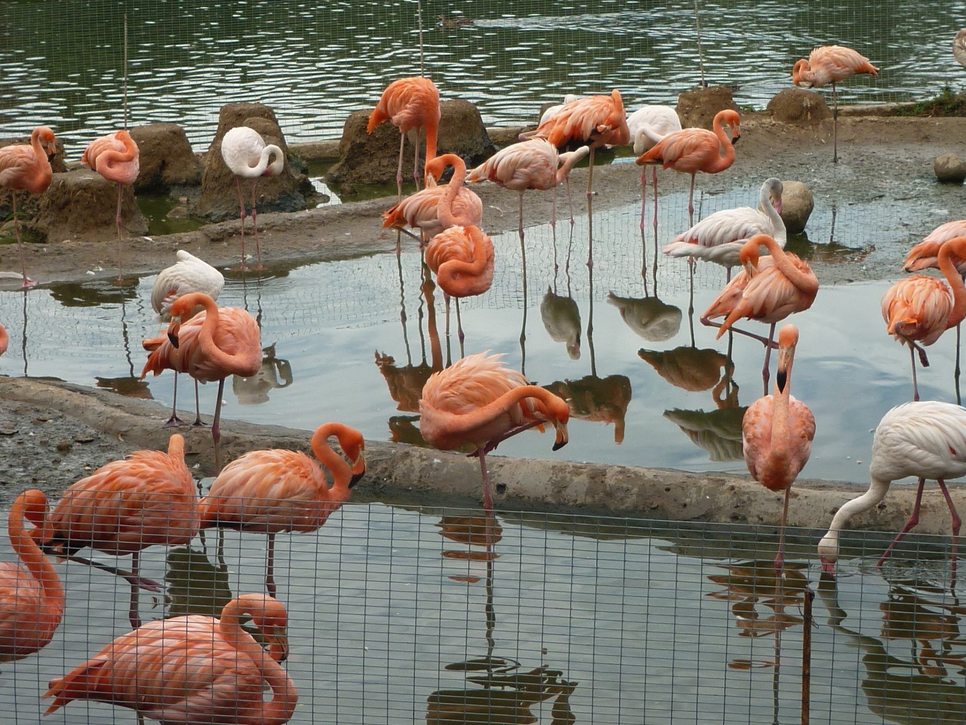 animales flamencos aves agua vida silvestre grupo peces naturaleza animal al aire libre