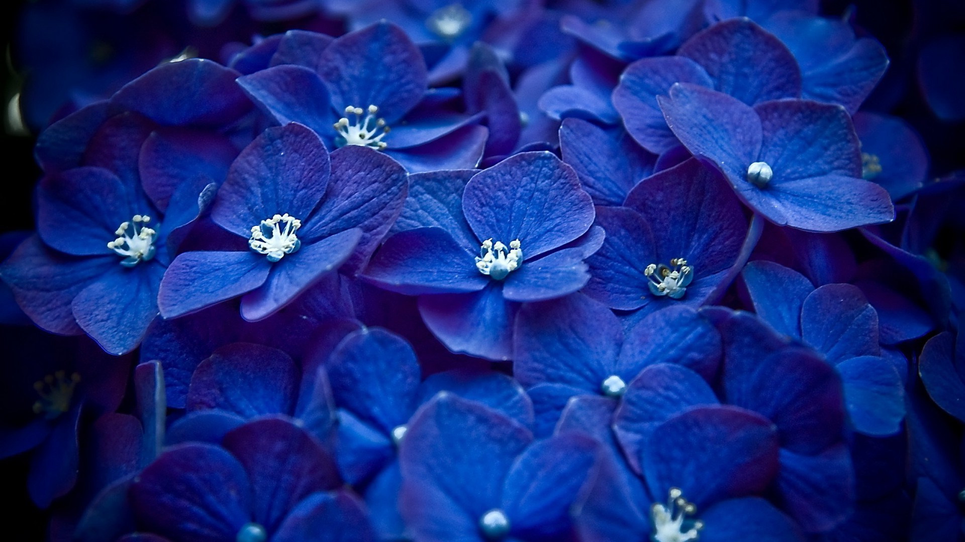 花 花 自然 花 植物 装饰 颜色 花瓣 明亮 花园