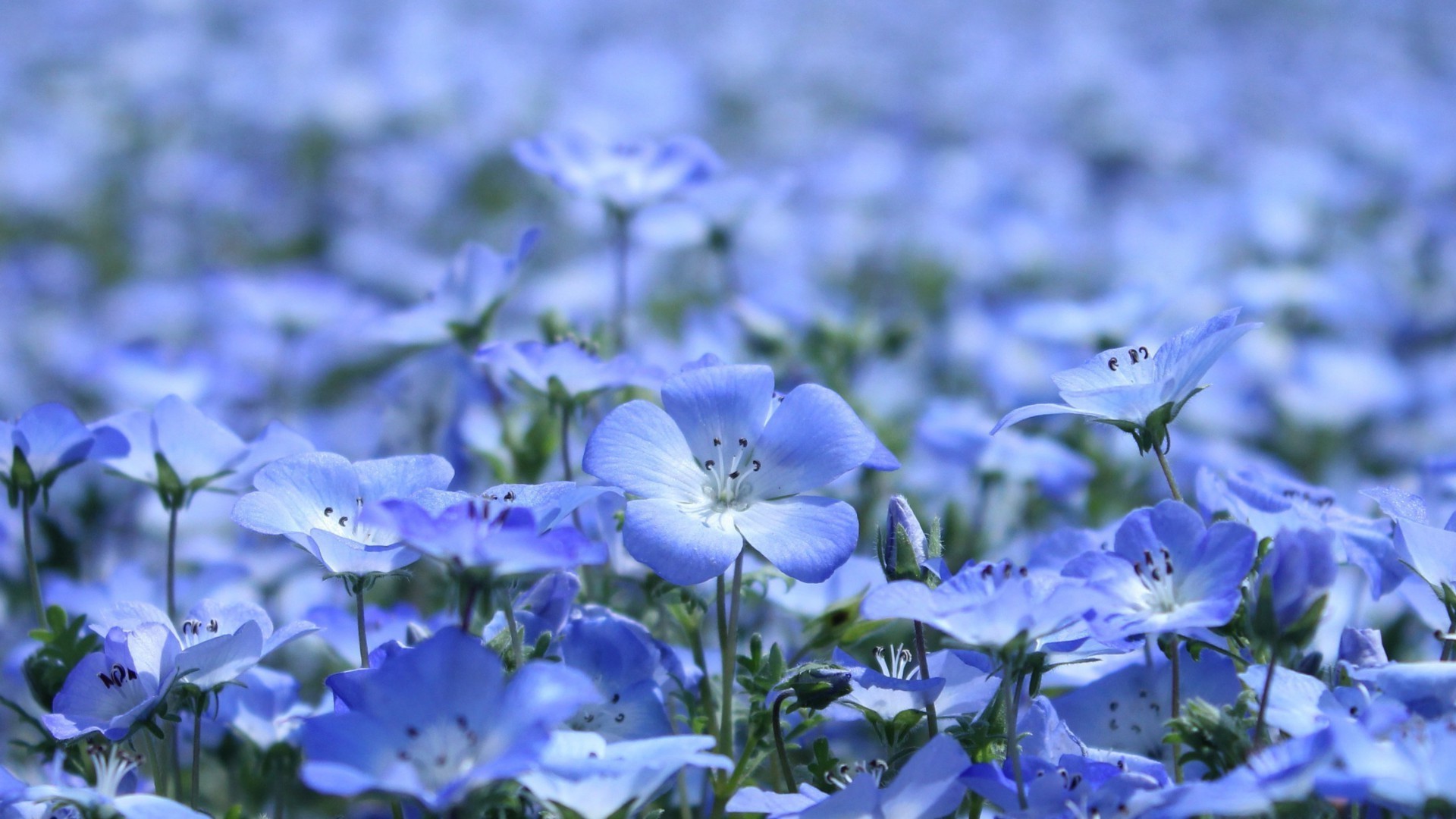 flowers flower flora nature summer garden petal leaf floral blooming outdoors color bright growth hayfield close-up