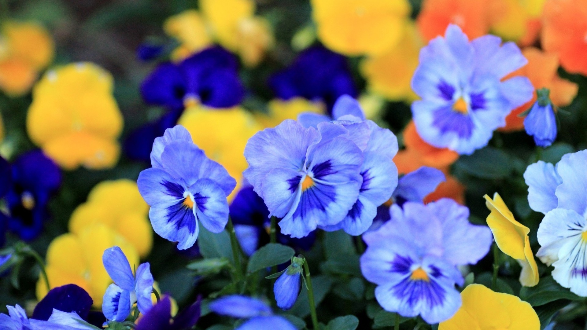 blumen blume natur blatt garten flora stiefmütterchen blumen blühen violet viola blütenblatt wachstum farbe sommer hell im freien park feld