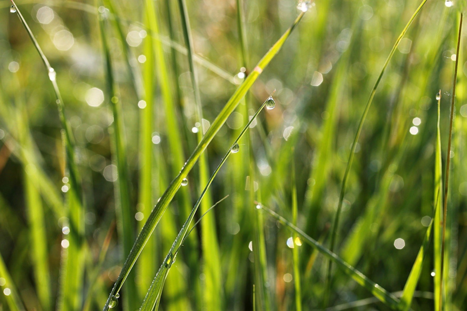 coucher de soleil et aube rosée herbe nature aube flore pluie feuille chute croissance pelouse été jardin propreté environnement lame gouttes luxuriante foin humide champ