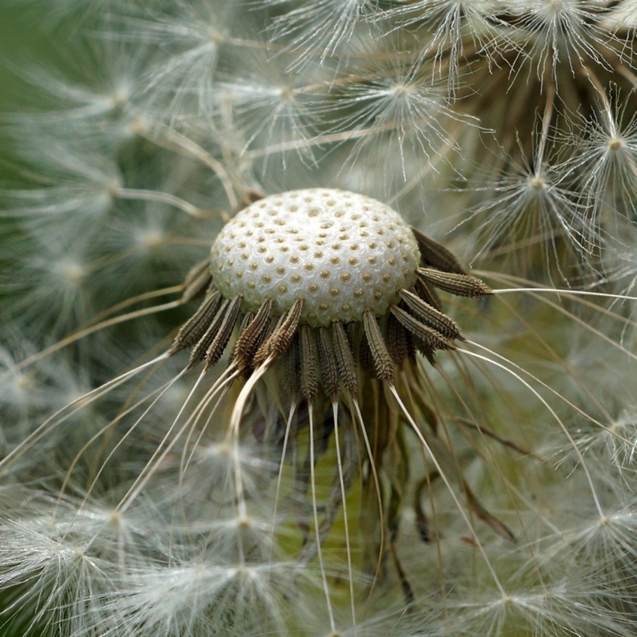 closeup dandelion nature seed downy delicate flora summer growth close-up sharp outdoors weed ball bright flower grass