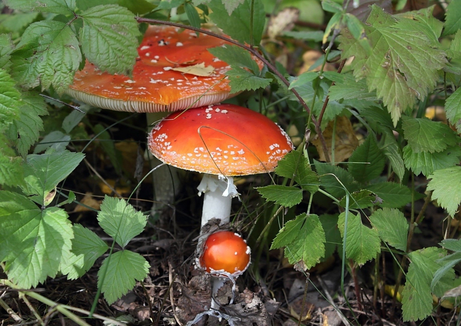 mantarlar mantar mantar doğa sonbahar yaprak mantar yemek yenilebilir odun vahşi flora büyüme açık havada sebze zehir sezon yaz toksik