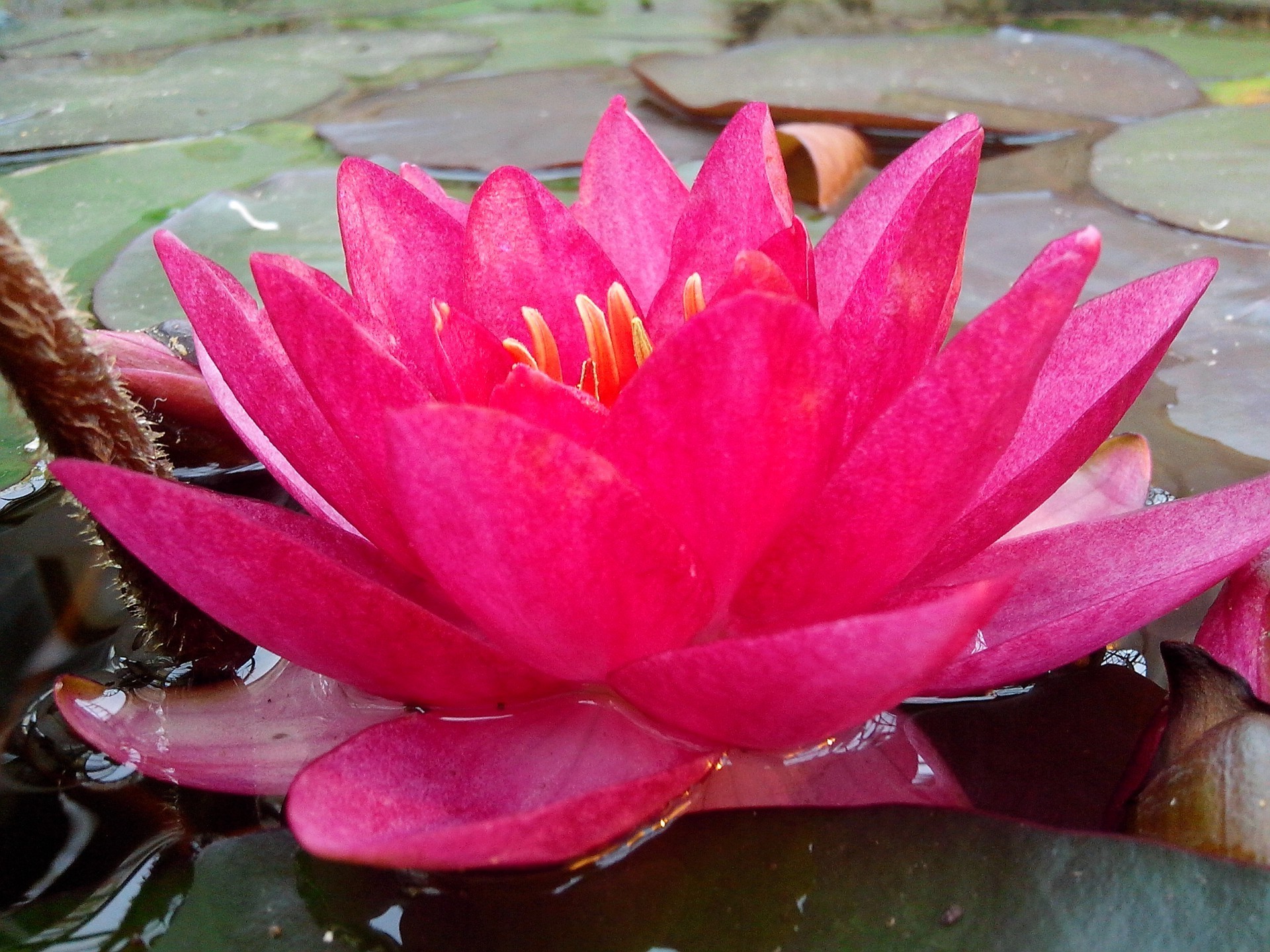 flowers lotus pool lily aquatic flower leaf swimming waterlily exotic flora garden nature tropical blooming sacred zen meditation summer park